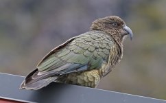 A13 Kea.JPG