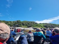 2023.12.17 Chatham Island Robin Twitch.jpg