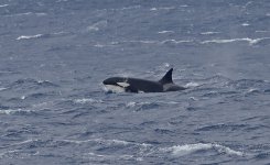 M02 Killer Whale.JPG