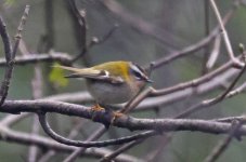 B Firecrest 001.jpg