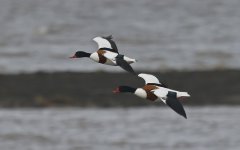 Shelduck 001.jpg