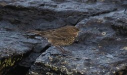 A p littoralis perhaps 19 December 2023 Westray Orkney 7.jpg