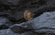 A p littoralis perhaps 19 December 2023 Westray Orkney5.jpg