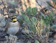 Horned_Lark_12-23-23_7593.jpg