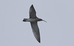 Curlew 001.jpg