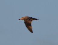 Glaucous-WingedGull_SD_12-23-23_7607.jpg