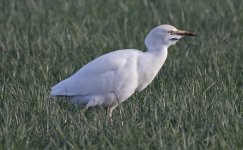 B Cattle Egret Individual 003.jpg