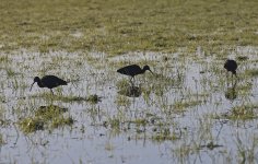 A Glossy Ibis 001 (three).jpg