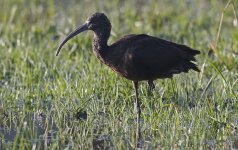 A Glossy Ibis 004.jpg