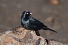 Brewer's Blackbird 2024-01-01 a.JPG