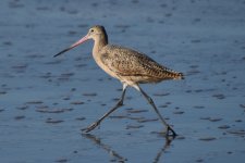 Marbled Godwit 2024-01-01 b.JPG