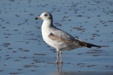 Ring-billed Gull 2024-01-01 a.JPG