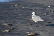 Laughing Gull 2024-01-01 b.JPG