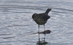 B Northern Waterthrush 003.jpg