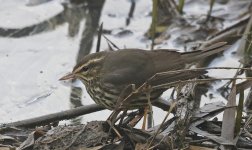 B Northern Waterthrush 009.jpg