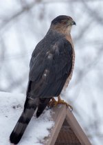 Sharp-shinned Hawk IMGP6430Edit.jpg