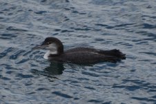 Common Loon 2024-01-02.JPG