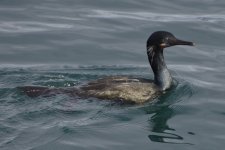 Brandt's Cormorant 2024-01-02.JPG