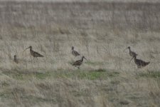 Long-billed Curlews 2024-01-03.JPG