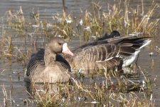 Goose getting goosed 2024-01-04.JPG