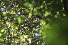 Collared Owlet.jpg