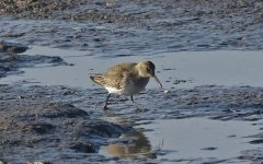 Dunlin 001.jpg