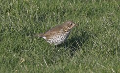 Song Thrush 001.jpg