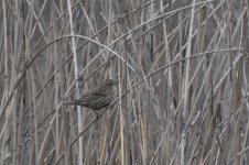 Red-winged Blackbird 2024-01-05.JPG