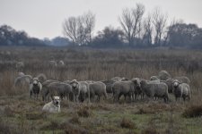 Sheep are Used for Habitat Managment at SLNWR 2024-01-05.JPG
