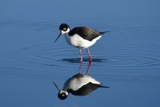 Black-necked Stilt 2024-01-07 a.JPG