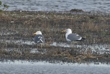 Herring x Lesser Black-backed Gull (right) 001.jpg