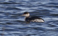 Slavonian Grebe 008.jpg