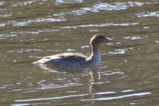 Red-breasted Merganser 2024-01-08 a.JPG