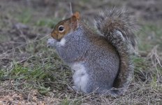 Z Grey Squirrel 001.jpg