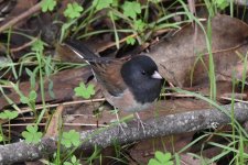 Dark-eyed-Junco 2024-01-09 b.JPG