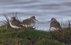 A Dunlin 003.jpg