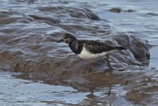 A Turnstone 02.jpg