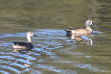 Blue-winged Teal 2024-01-11 b.JPG