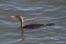 Double-crested Cormorant  2024-01-11 a.JPG