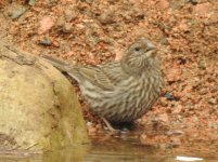 DSCN1108rosefinch.JPG