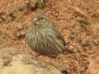 DSCN1113rosefinch.JPG