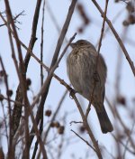 SongSparrow_Rtn_1-16-24_8944.jpg