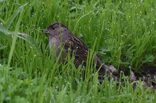 Golden-crowned Sparrow 2024-01-13 a.JPG