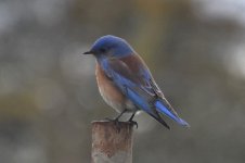 Western Bluebird 2024-01-13.JPG