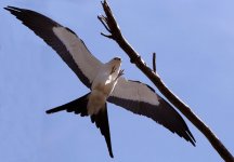 swallow tailed kite copy.jpg