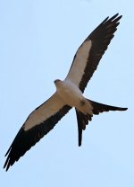 swallow tailed kite0 copy.jpg