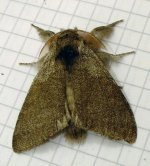 pale_tussock1b.jpg