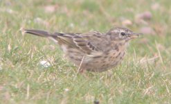 pipit1-mar05.jpg