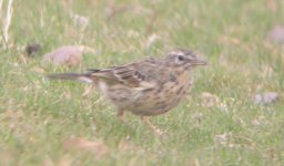 pipit4-mar05.jpg