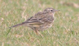 pipit5-mar05.jpg